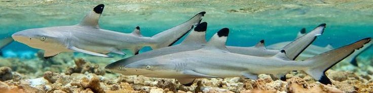 header image containing sharks