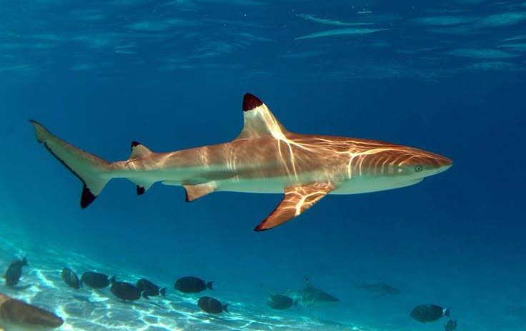 blacktip reef shark