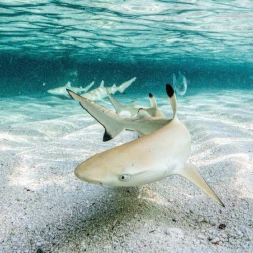 blacktip reef shark pups
