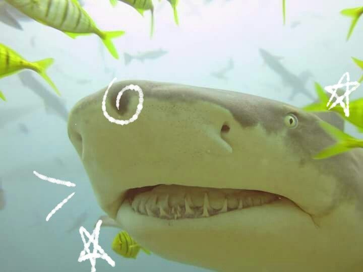 cute lemon shark closeup image
