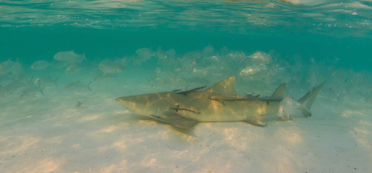 Lemon shark sleeping