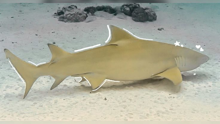 lemon shark swimming