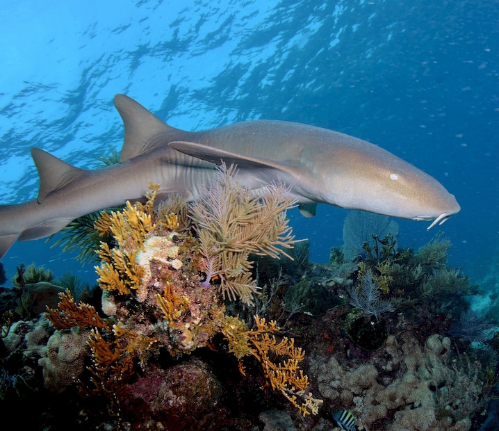 a nurse shark swimming over a coral reef