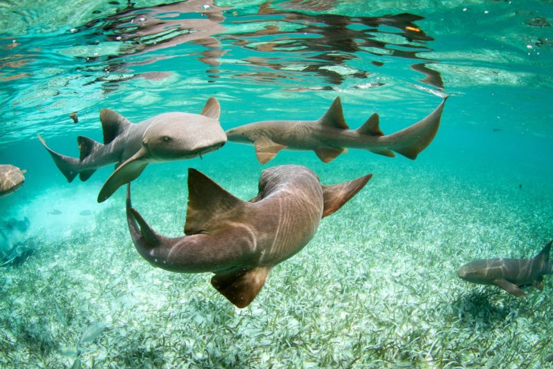 a group of nurse sharks swimming