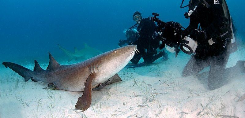 nurse shark looking at some divers