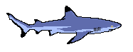 Blacktip Reef Shark