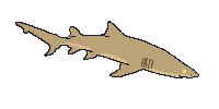 Lemon shark