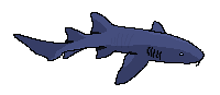 Atlantic Nurse Shark