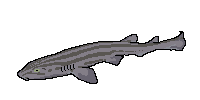 Pyjama Shark