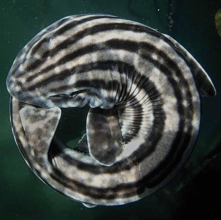 pyjama shark curled up into a ball