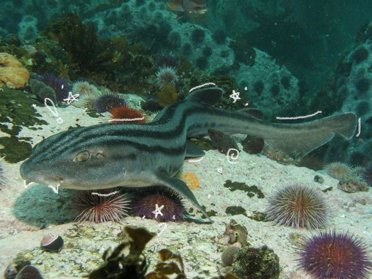 pyjama shark from side