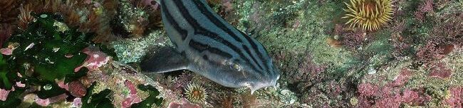 pyjama shark swimming